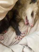 Load image into Gallery viewer, I Love my Cat